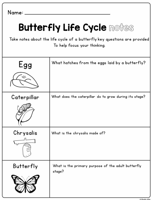 Butterfly life cycle worksheet